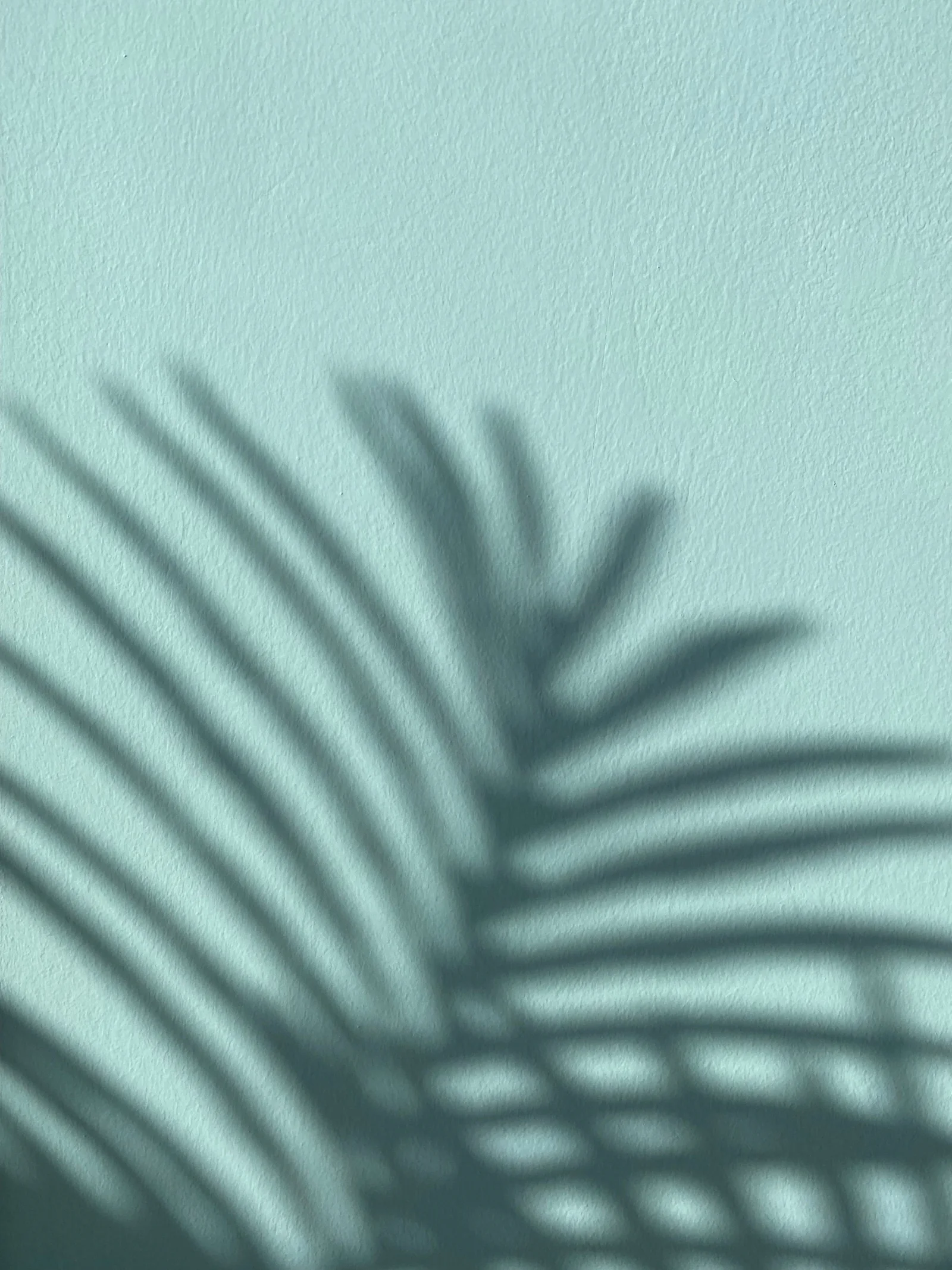 Soft palm-leaf shadow on a pale blue wall